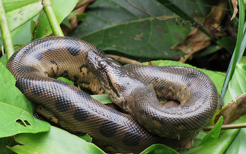 Green Anaconda For Sale, Green Anaconda For Sale Cheap, Green Anaconda For Sale Canada, Green Anaconda For Sale Uk, Green Anaconda For Sale Usa, Green Anaconda For Sale Europe, Baby Green Anaconda For Sale